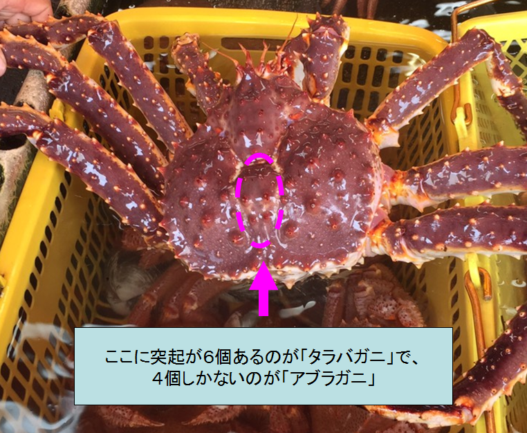 タラバガニにそっくりな大型アブラガニを扱うオススメ通販店